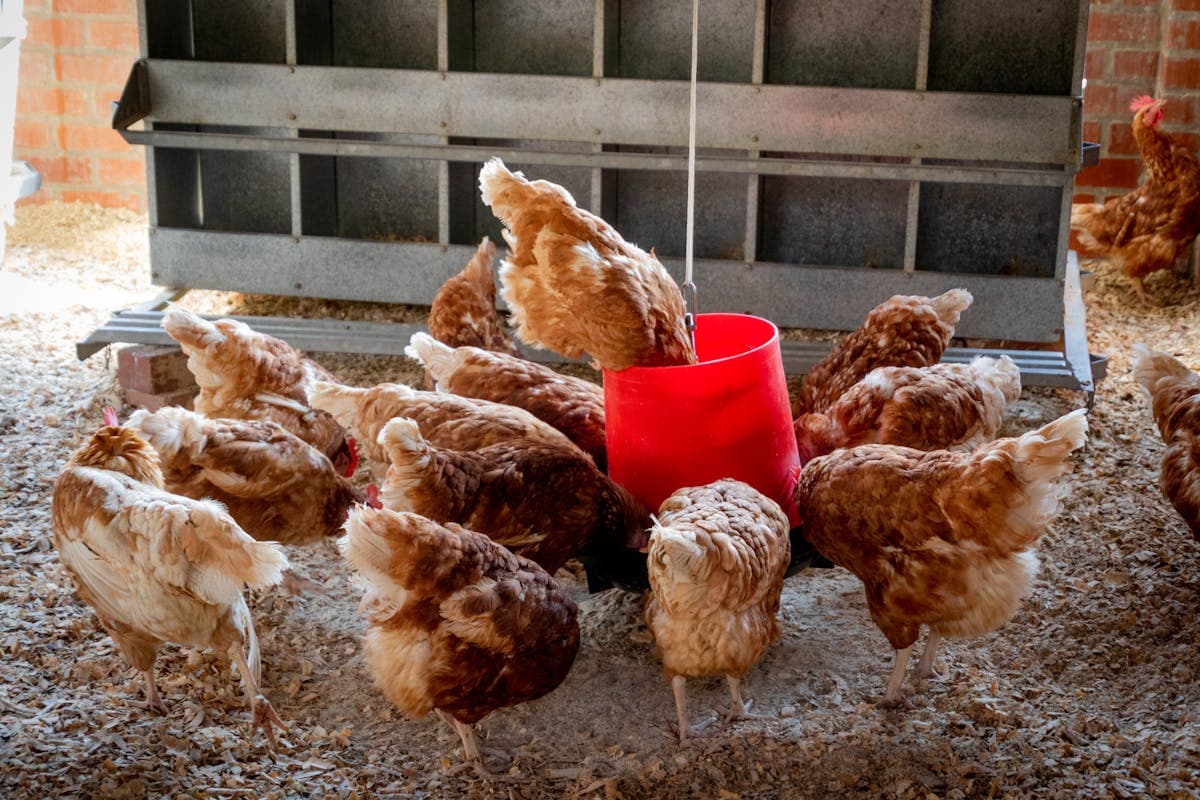 Raising Chickens in Alabama: Laws, Best Breeds, and Climate Tips