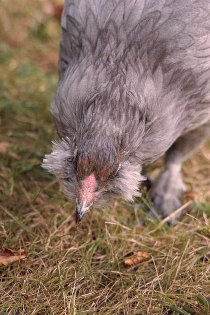 Detailed close-up of an Ameraucana chicken showing its distinctive face and feather patterns