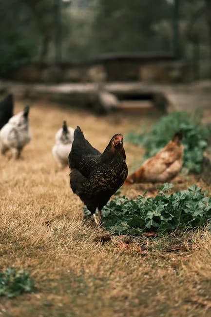 Raising Chickens in Arkansas: Laws, Breeds, Climate