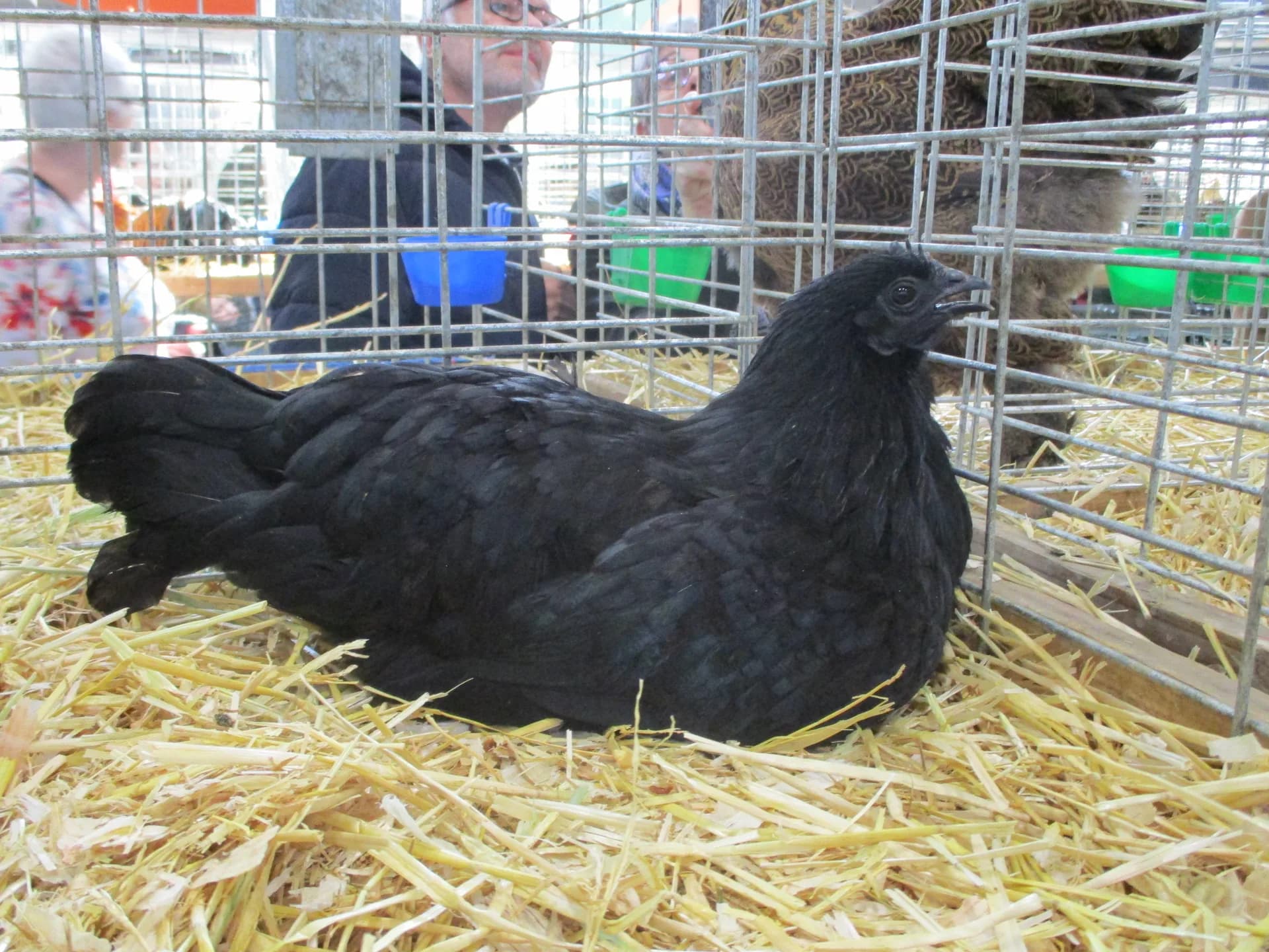 Zombie Chicken: What It Is and Where It Comes From