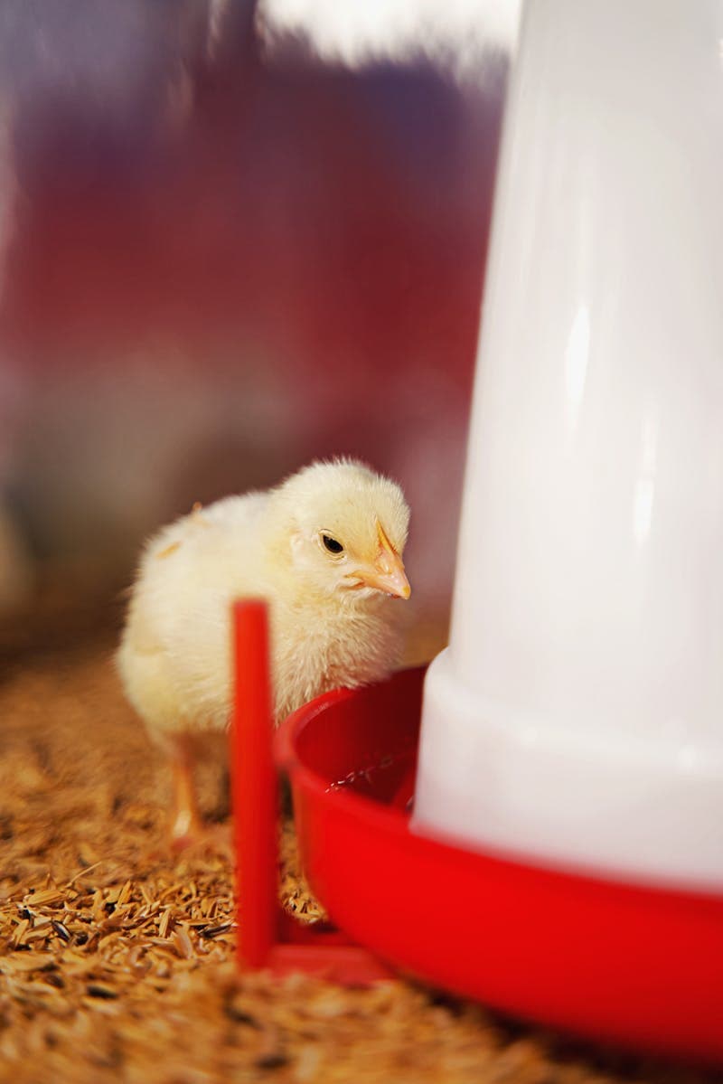 Baby chick standing next to a red water feeder in a brooder setup