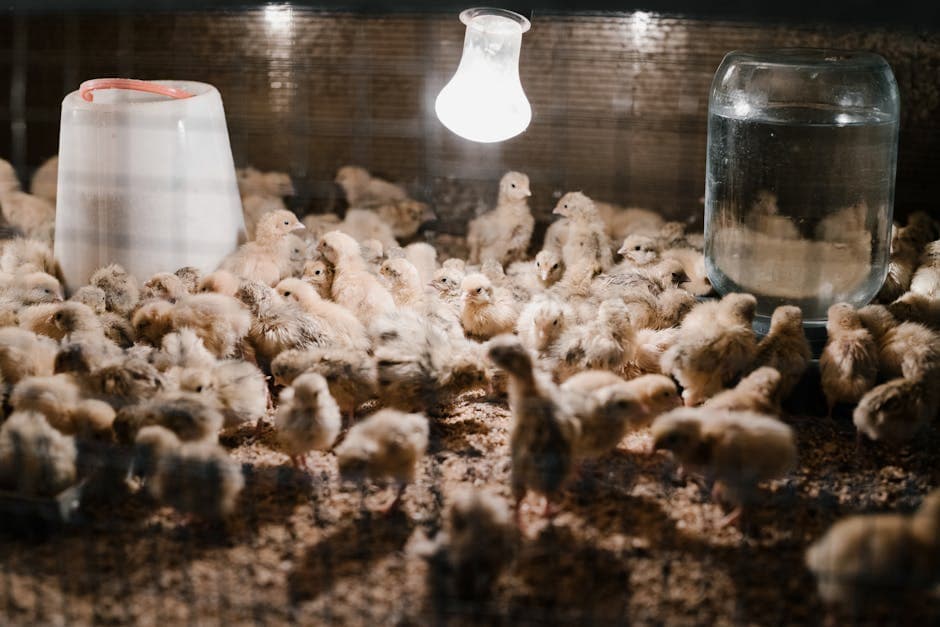 Chicks in a warm brooder with heat lamps after successfully hatching