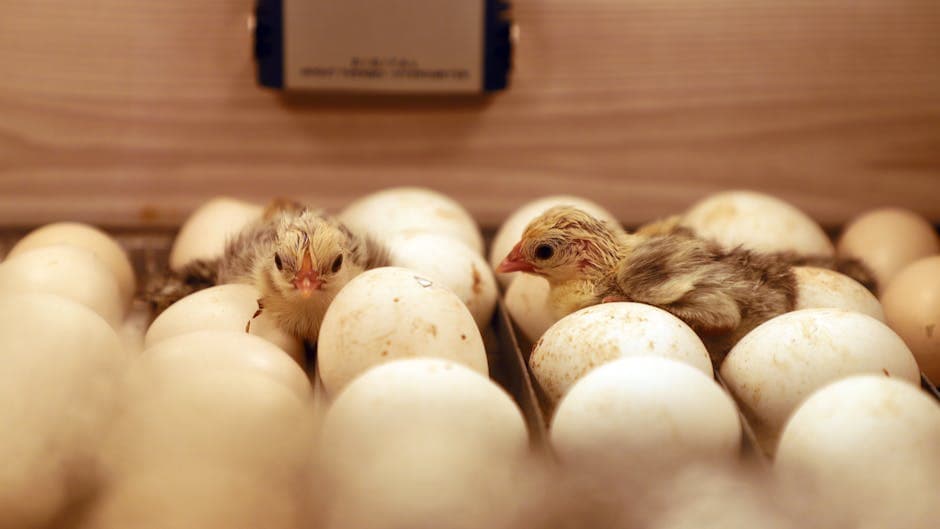 Baby chicks emerging from eggs in a wooden incubator, fluffy and damp from hatching