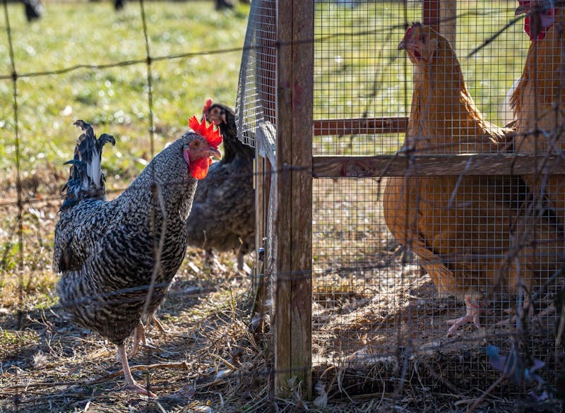 Backyard chickens roaming freely on an outdoor farm