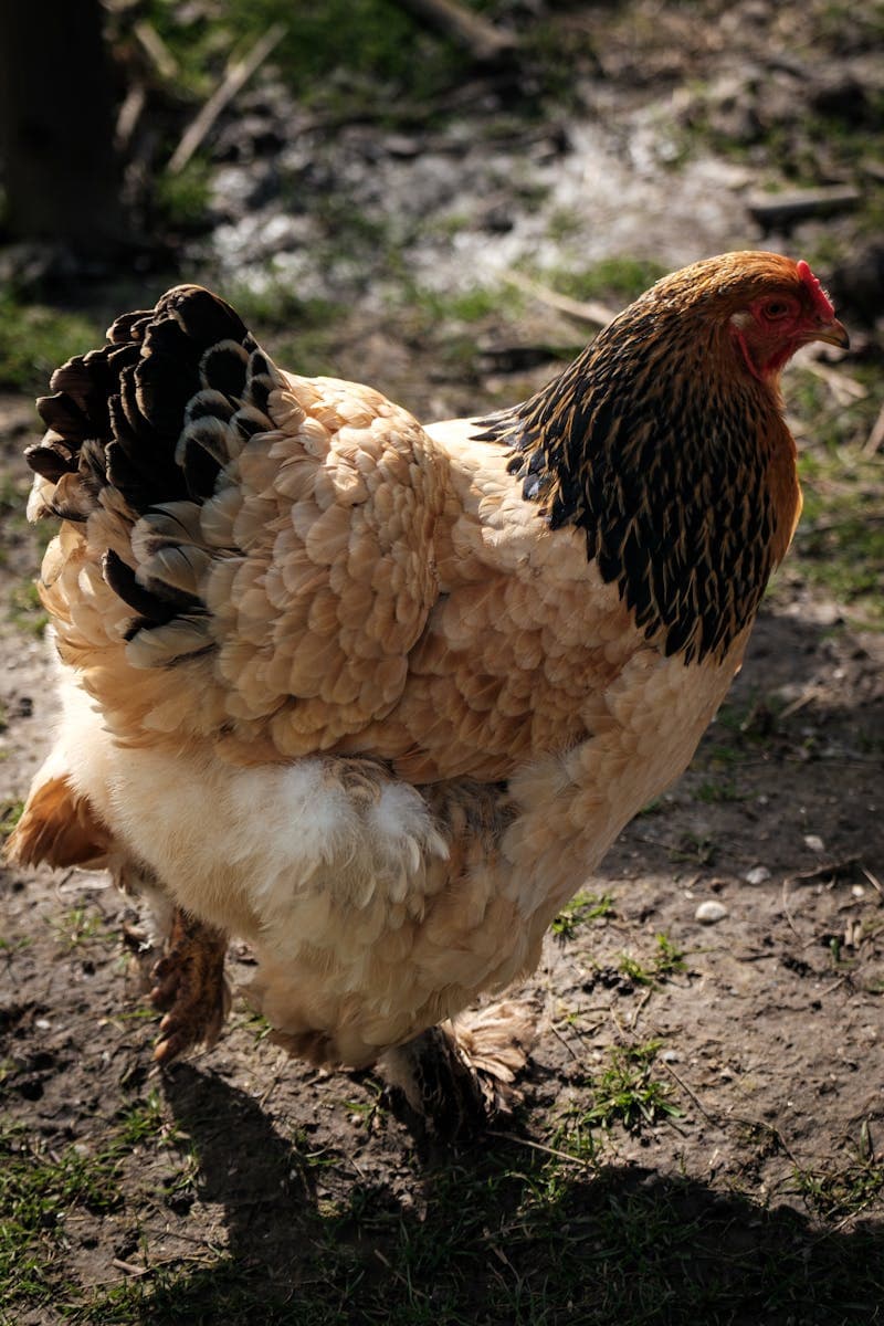 Barnevelder Chicken: Complete Breed Guide (Eggs, Temperament, Care)