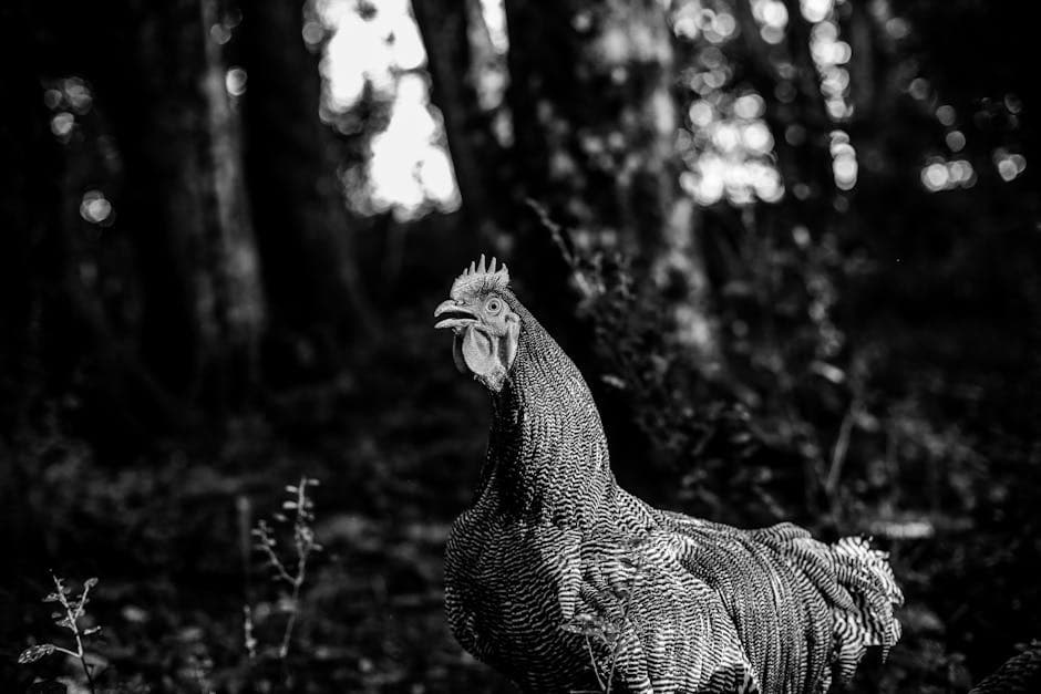 Barred Rock chicken walking outdoors in a forest setting