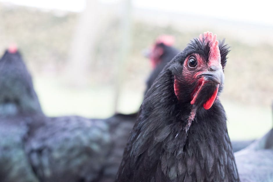 Close-up of a black chicken on a rural farm showing iridescent feathers