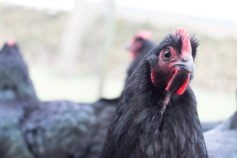 Black Australorp vs Australorp: Are They Different?