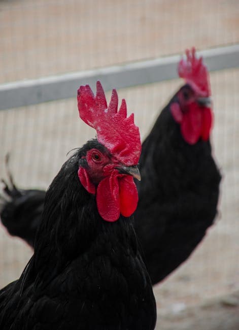 Black roosters with bright red combs inside a coop, similar to Black Copper Marans