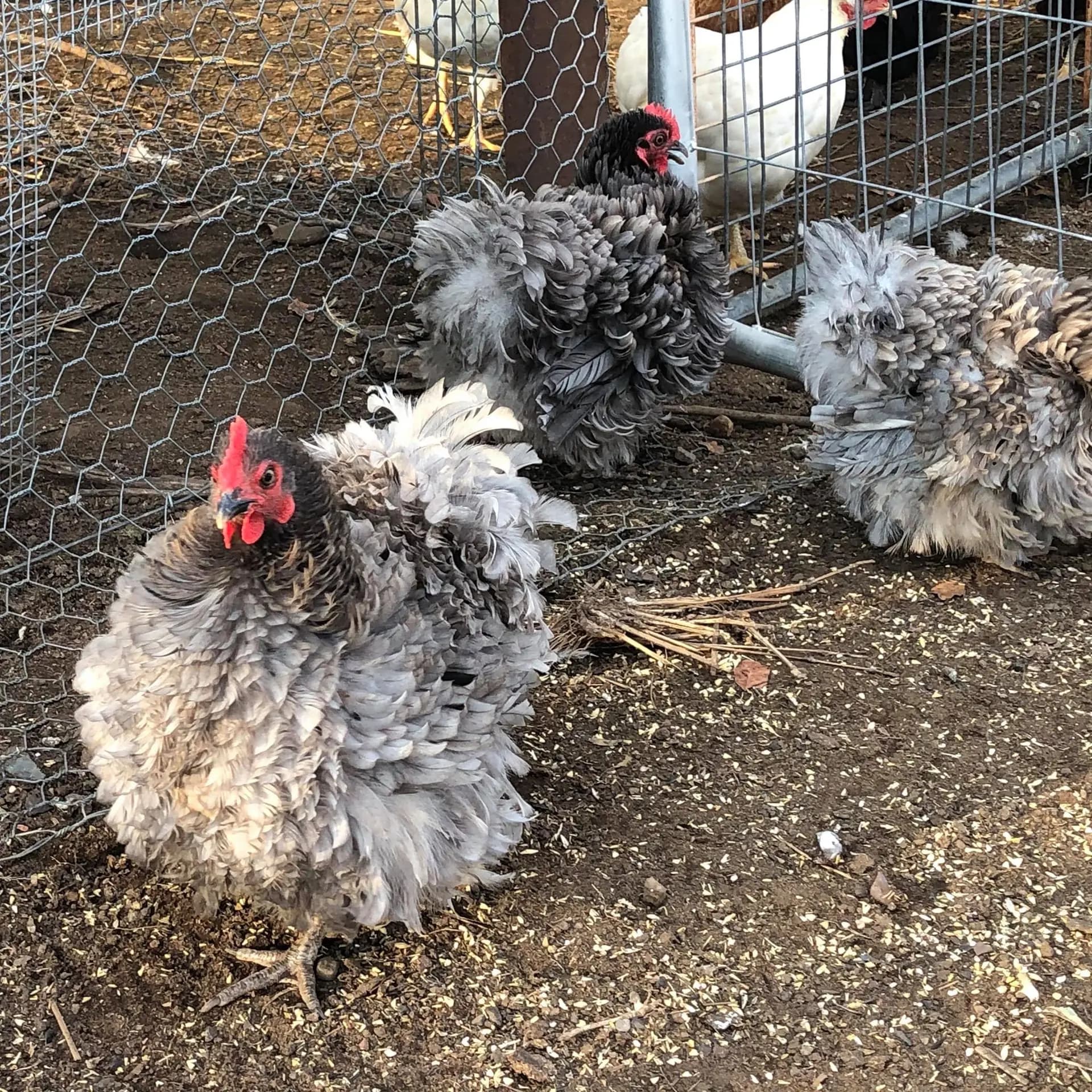 Blue frizzle pullets with soft curled feathers
