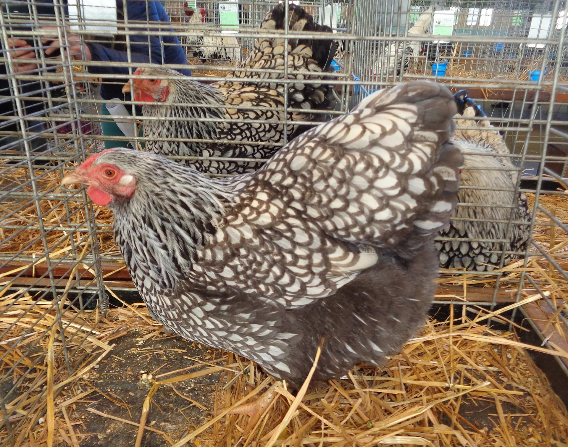 A silver Wyandotte hen with blue lacing instead of black, showing the effect of the blue dilution gene