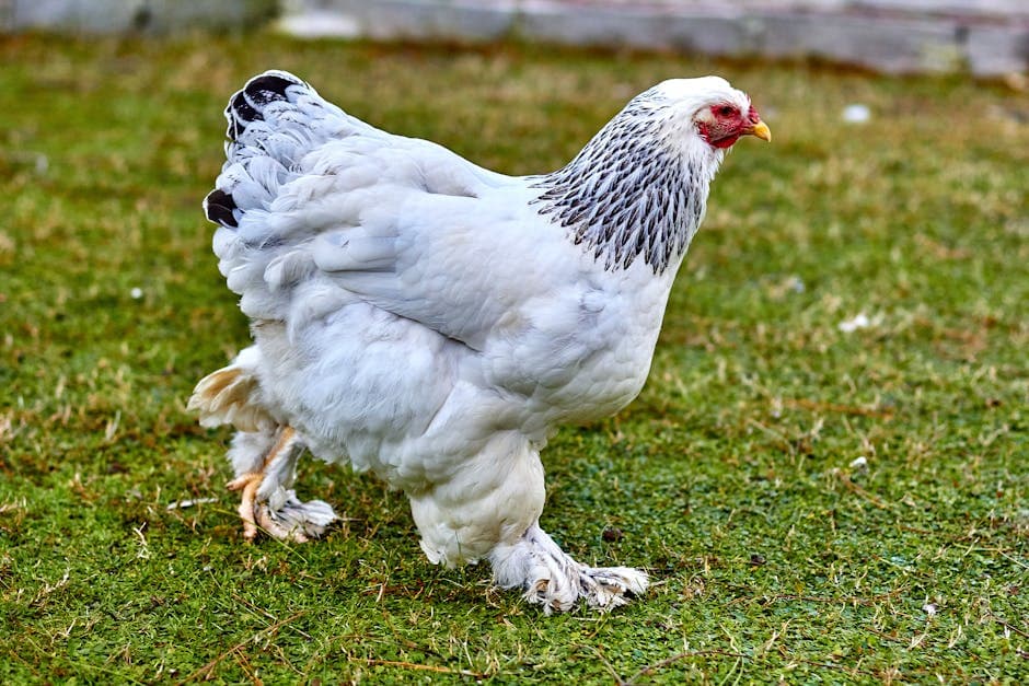 Brahma chicken standing on grass in a backyard setting