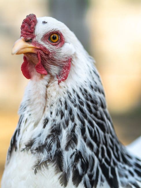 Close-up of a Brahma rooster showing detailed plumage patterns