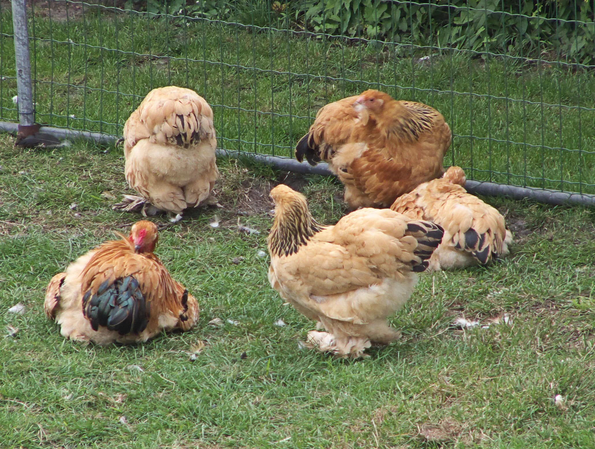 Buff Brahma Chicken: Size, Eggs, Color, and Care