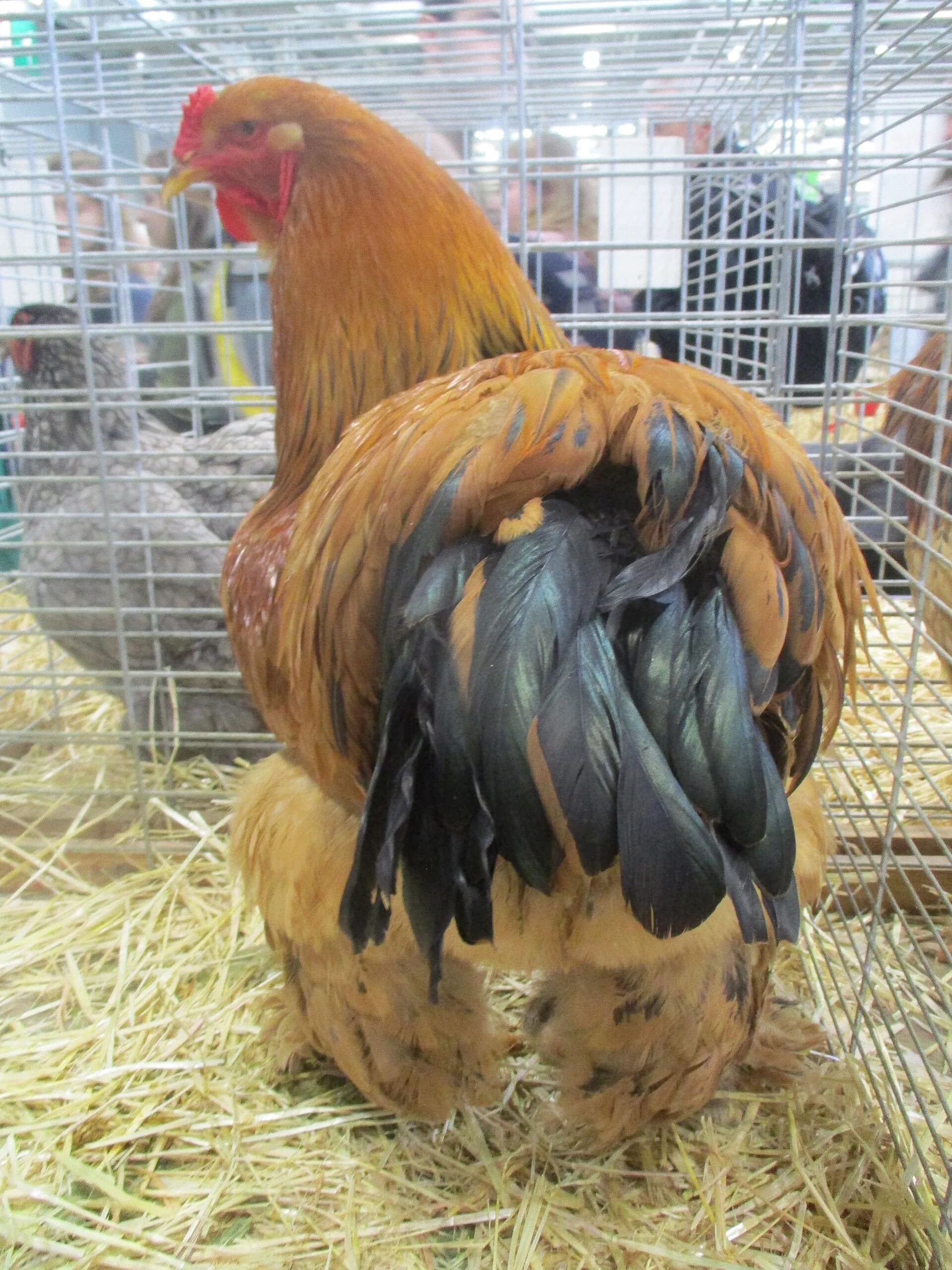 A Buff Brahma rooster showing golden body feathers, black hackle striping, and feathered legs