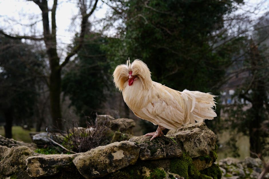 Buff Laced Polish chicken standing on rocky terrain showing its ornate crest