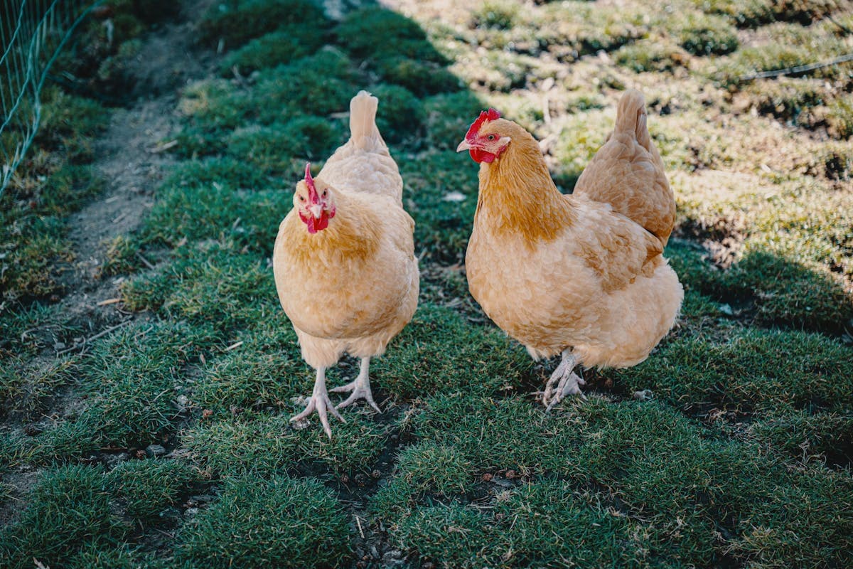 Two Buff Orpington chickens walking in a backyard on green grass