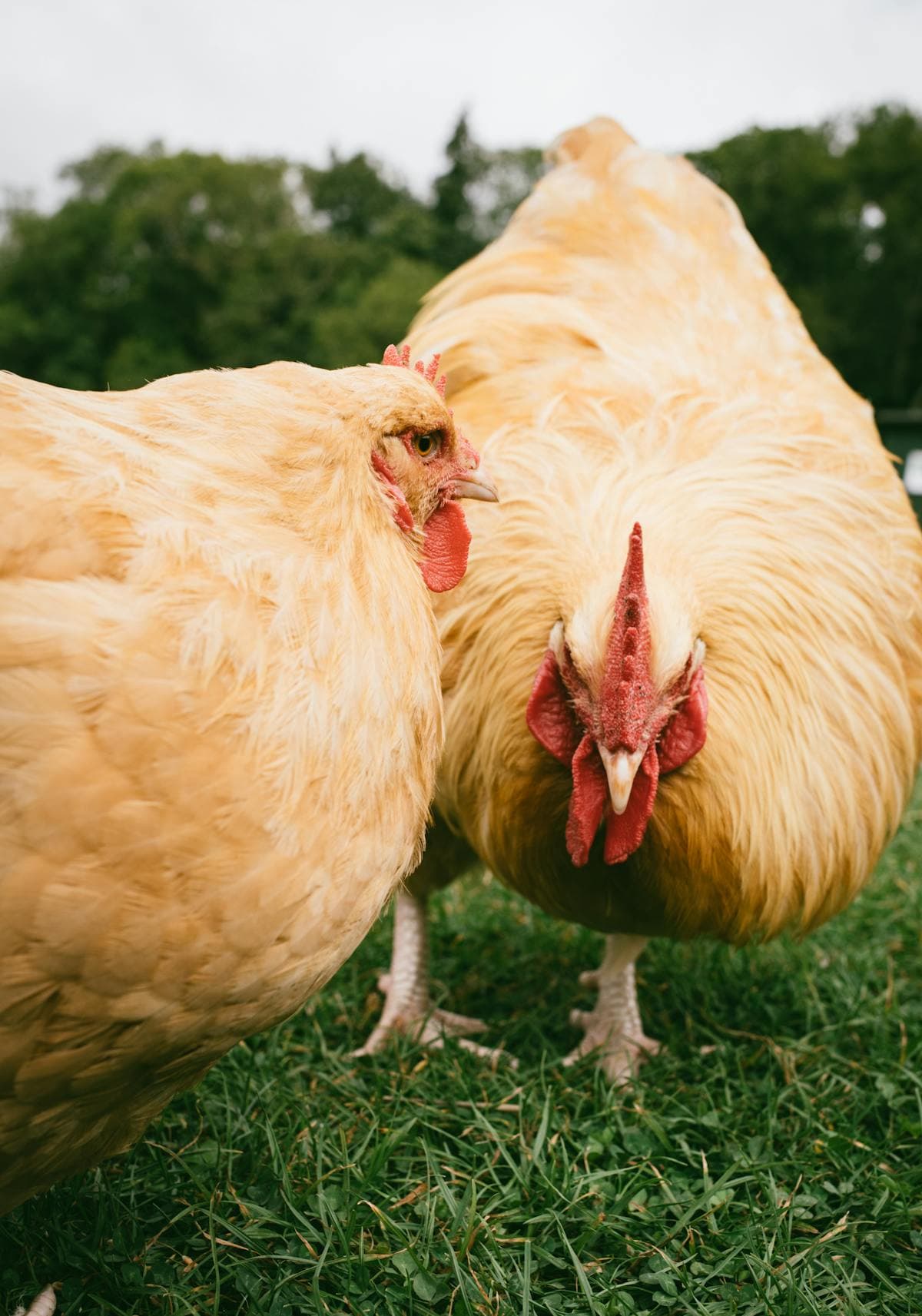 Two Buff Orpington chickens exploring a grassy meadow on a sunny farm day