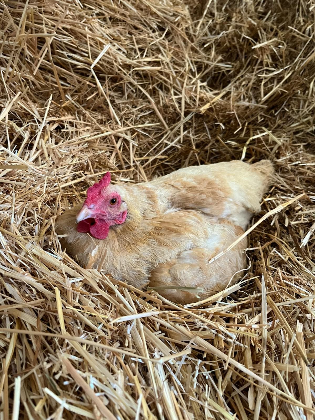 Buff Orpington hen nesting comfortably in straw showing docile temperament