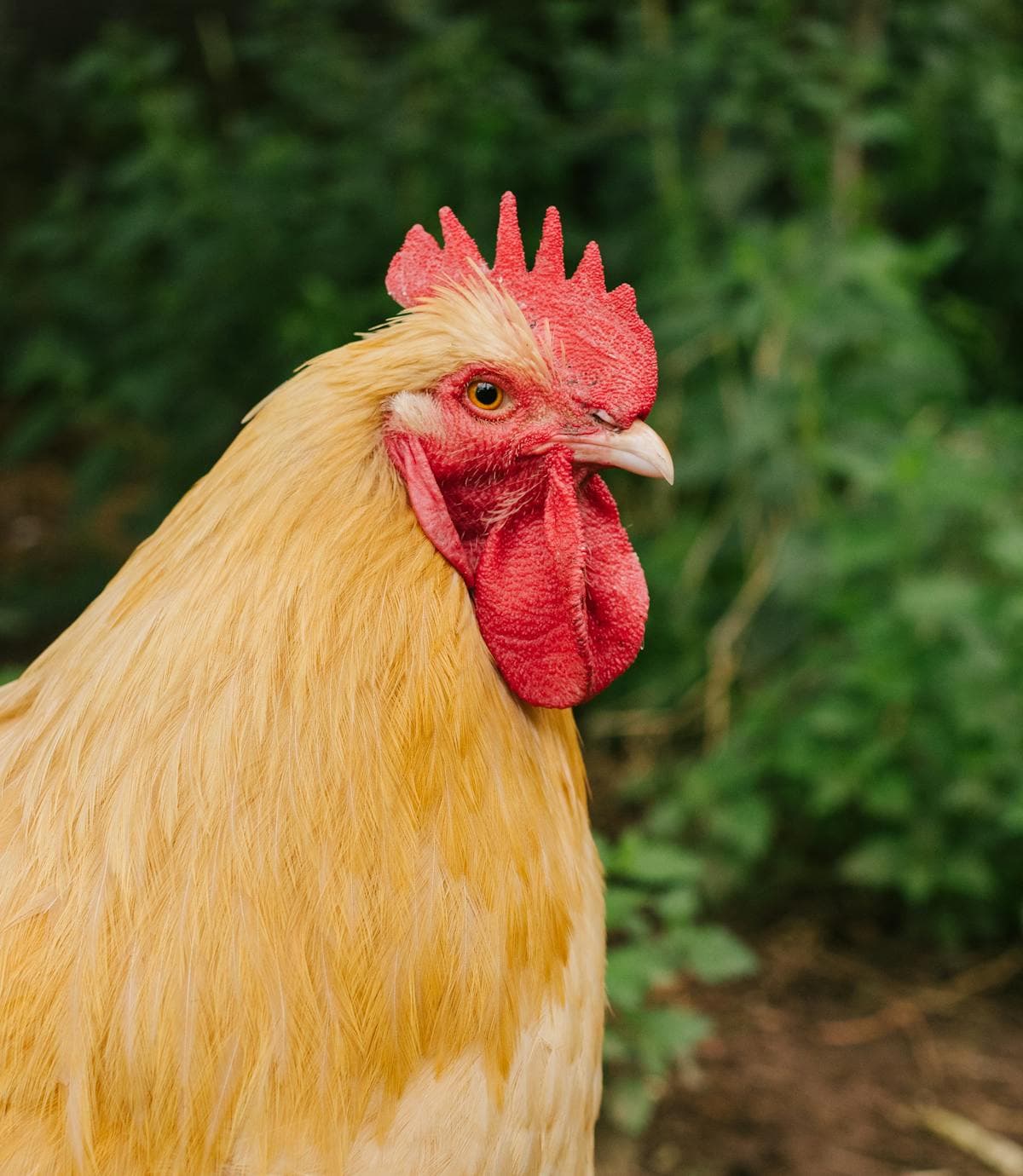 Close-up of a Buff Orpington rooster with vibrant red comb outdoors