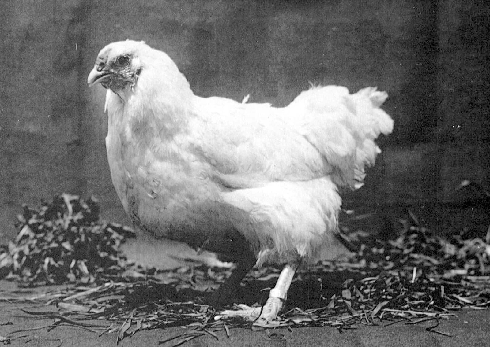 White Chantecler hen photographed in 1926 at the abbey in Oka, Quebec, where the breed was created
