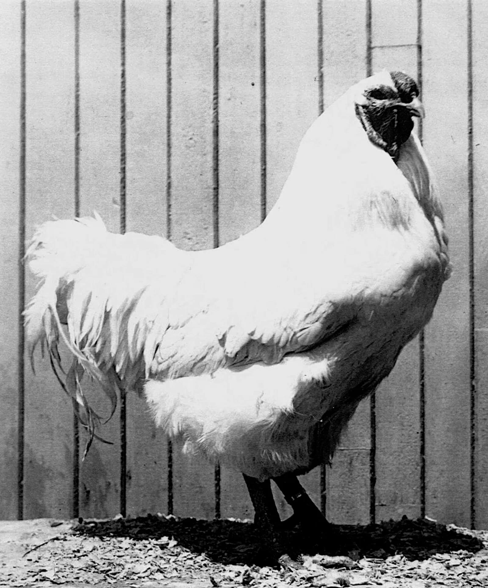 Chantecler Chicken Breed Guide: Canada's Winter Hen