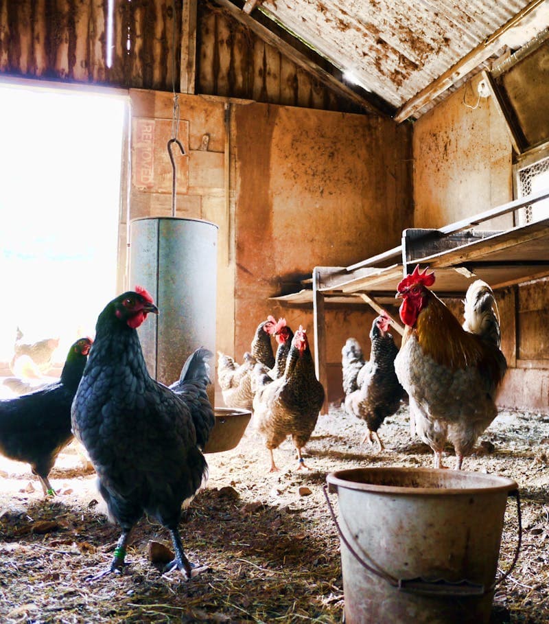 Chickens inside a rustic coop with natural lighting, showing a typical housing setup for backyard flocks