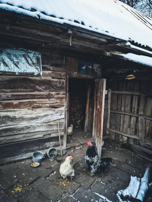 Chicken Coop Insulation: How to Winterize a Coop (2026)