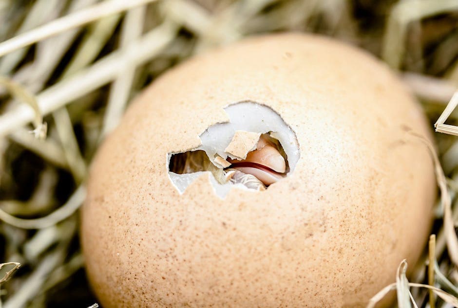 Close-up of a chicken egg hatching in straw, showing a crack as new life emerges