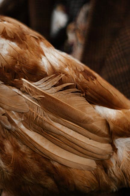 Close-up of warm brown chicken feathers showing natural texture and patterns