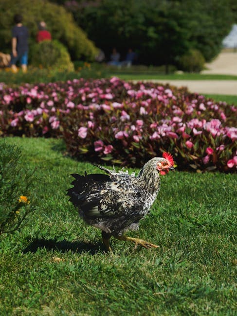 A vibrant chicken foraging through a garden with blooming flowers in spring