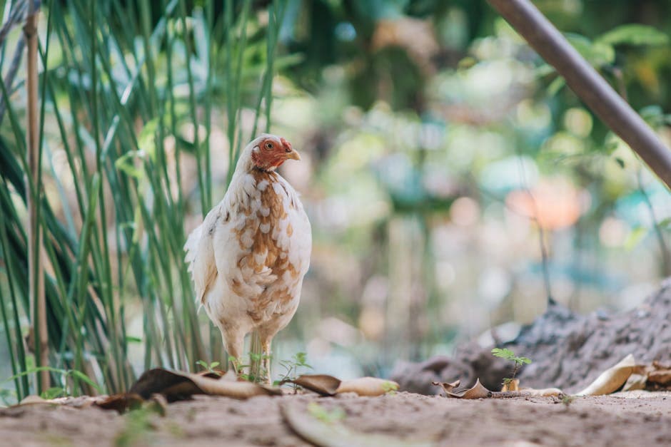 A calm chicken standing in a farmyard surrounded by greenery and natural sunlight