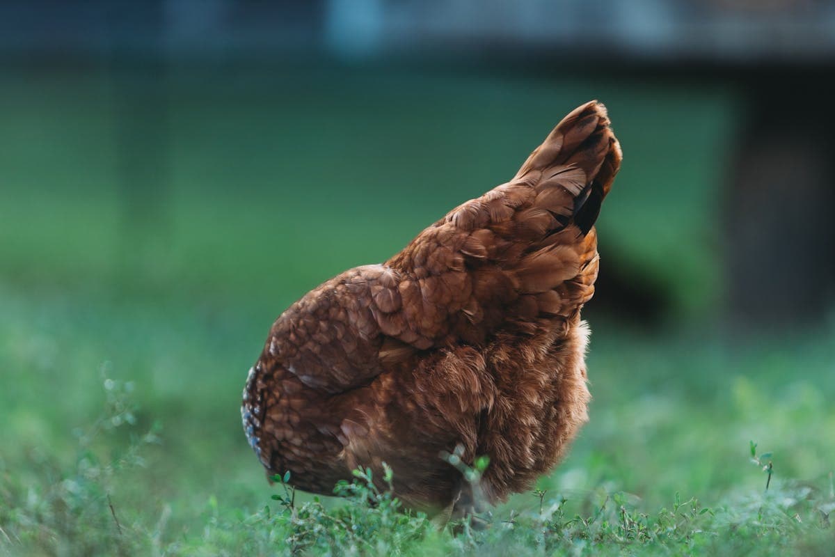 Chicken foraging in a grassy field, showing natural free-range behavior