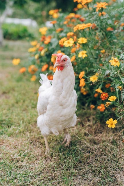 A white chicken walking through a vibrant spring garden with orange and yellow flowers