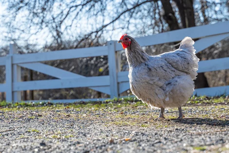 Raising Chickens in Indiana: Laws, Breeds, Climate