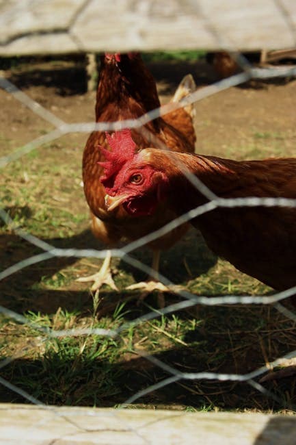 Chickens behind wire fencing in an outdoor chicken run