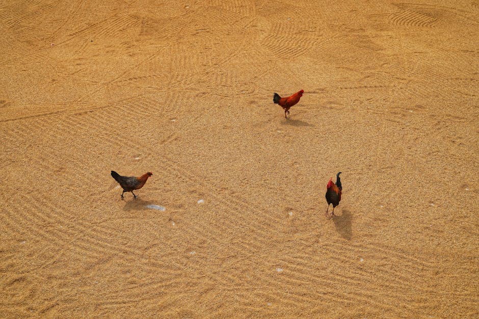 Chickens eating scratch grains on a farm