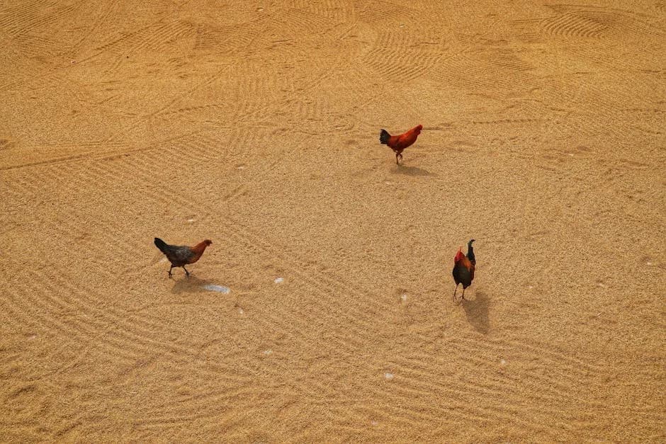 Chickens eating scratch grains on a farm