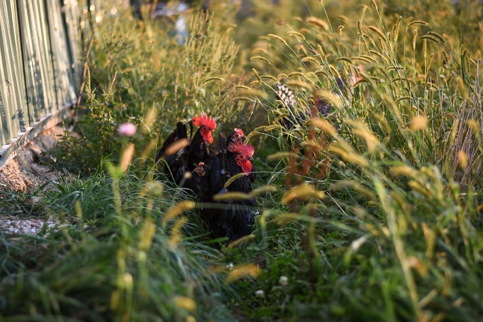 Roosters and hens foraging in tall grass on a sunny day