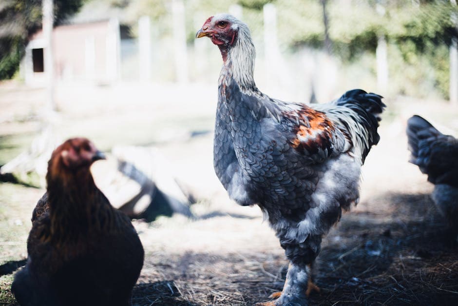 Chickens foraging on a sunny farm during summer