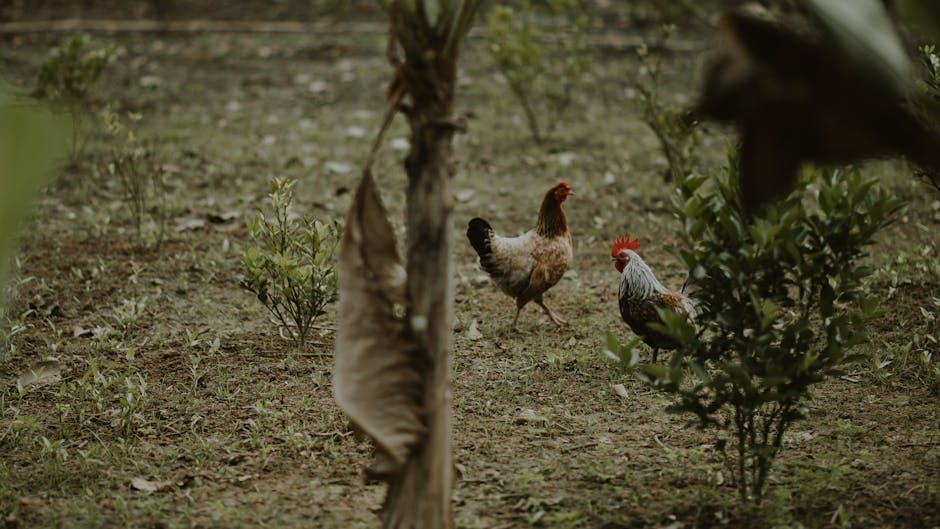 Two chickens free-ranging through a lush green garden in spring