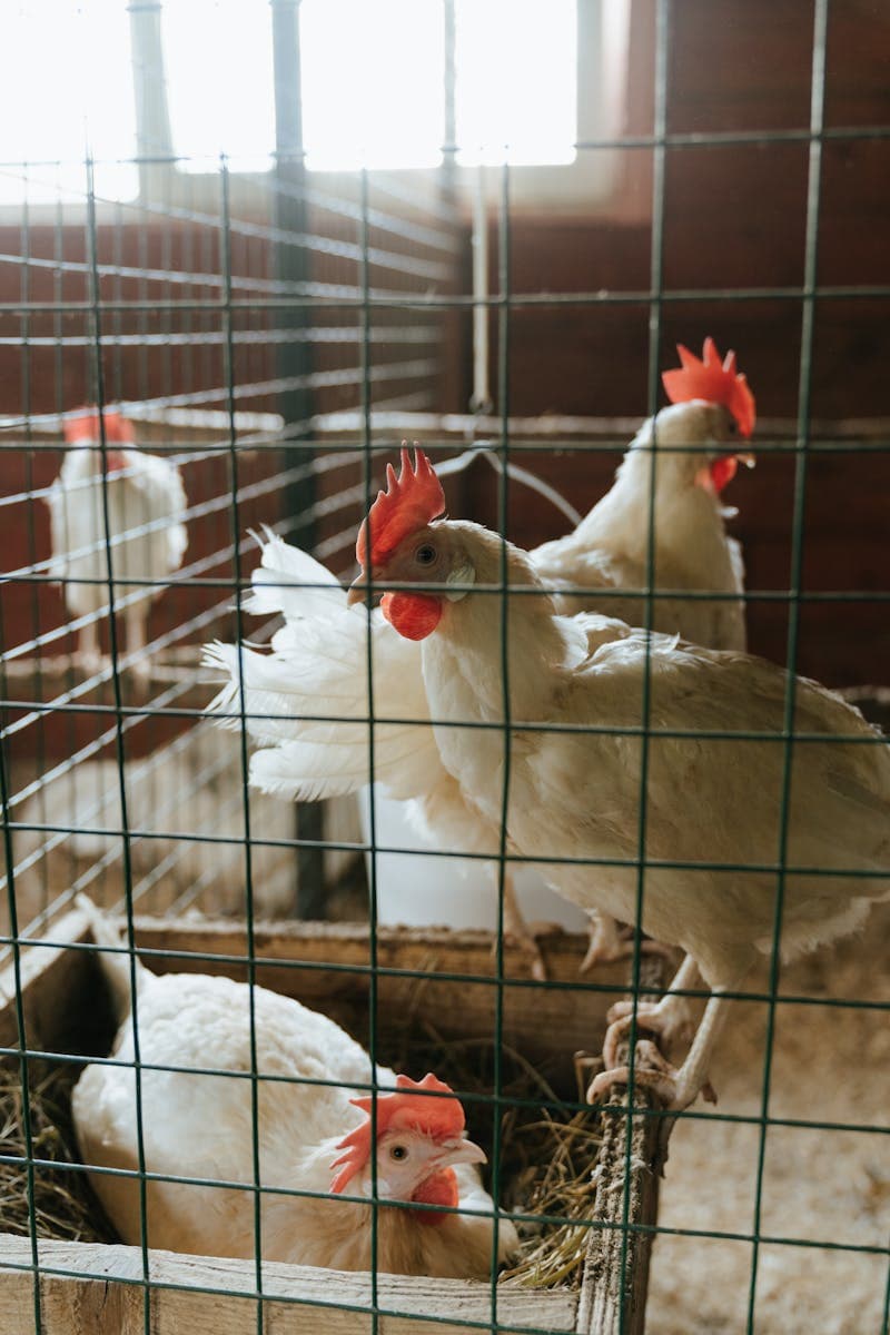 Chickens roosting together inside a henhouse