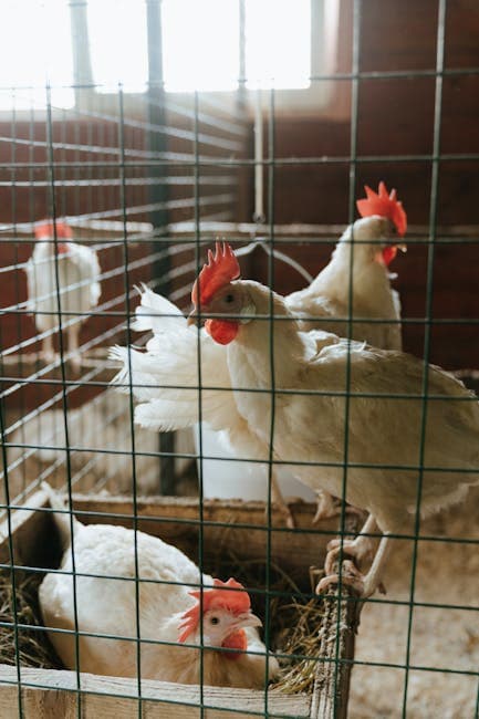 Chickens inside a rustic henhouse on bedding
