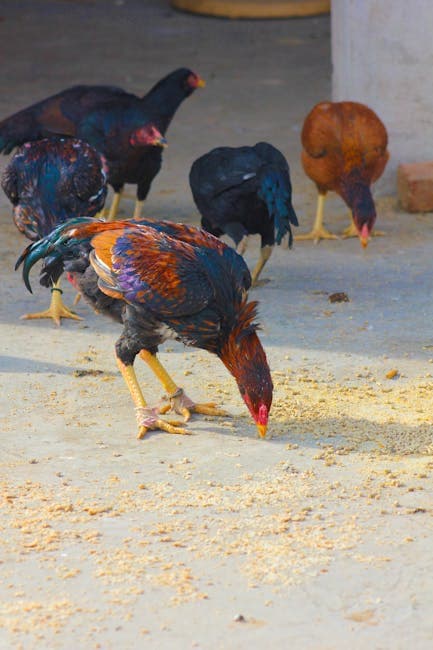 Chickens pecking at the ground in a sunny outdoor setting