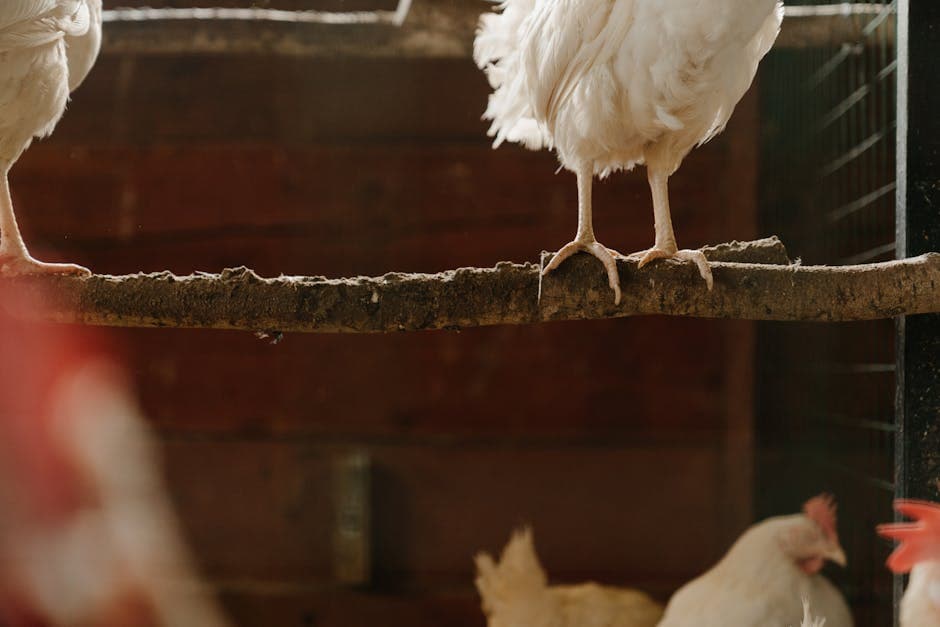 Chickens perched on branches inside a wooden coop at night
