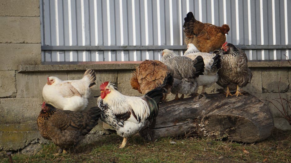 A diverse group of chickens and roosters resting together on a log outdoors