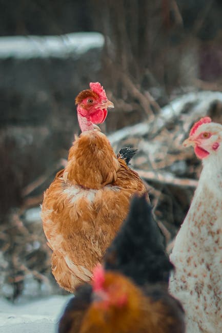 Colorful chickens standing in a snowy farm environment during winter