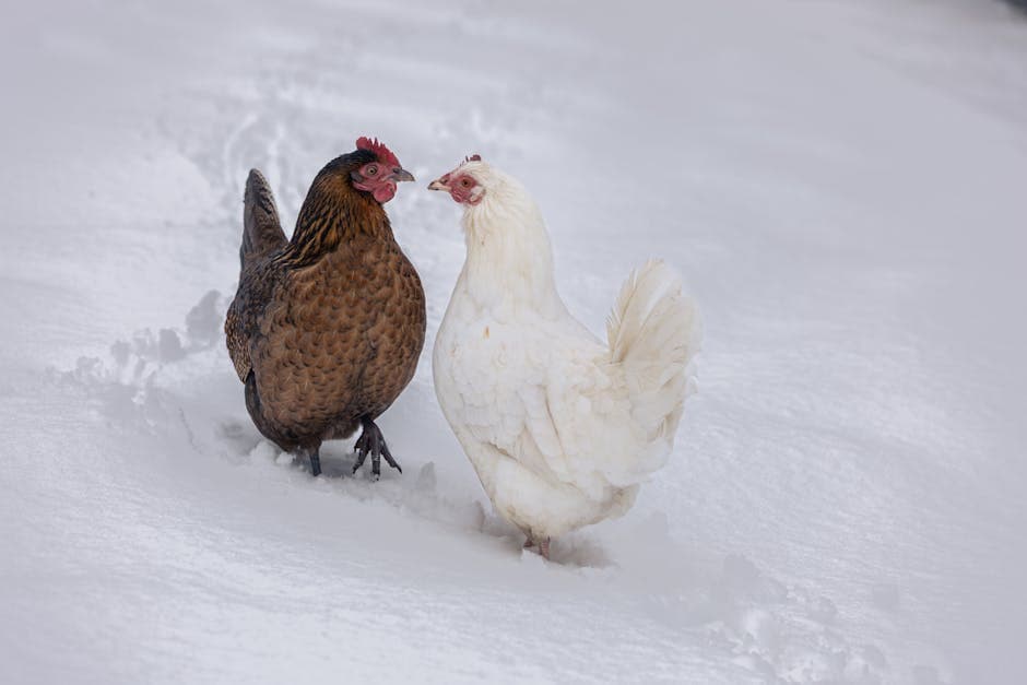 Brown and white chickens standing in deep snow during a New York winter