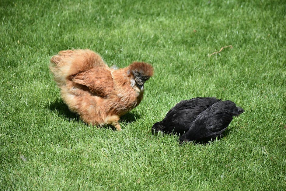 Chickens foraging on green grass