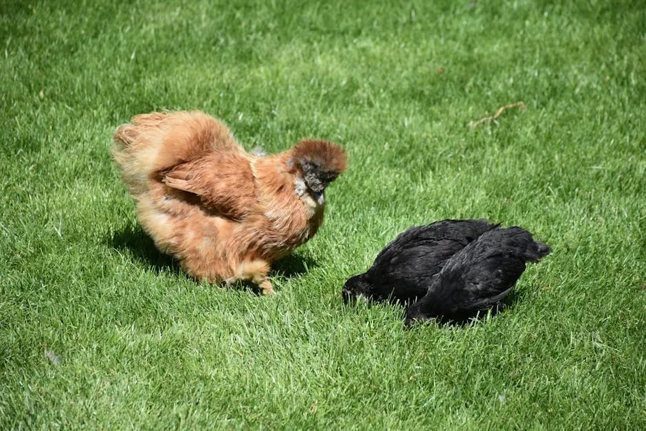 Raising Chickens in Virginia: Laws, Breeds, Climate